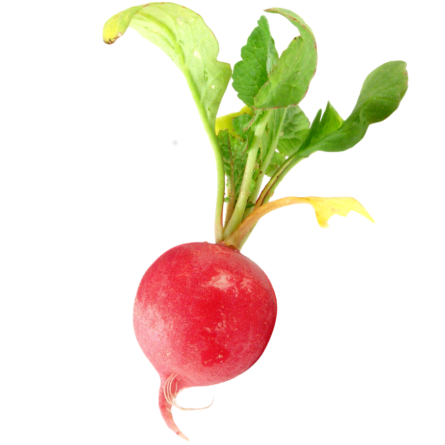 A Radish